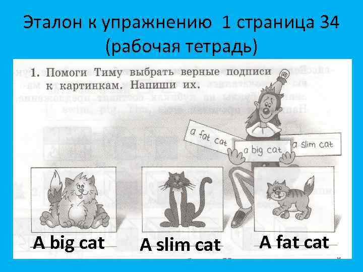 Эталон к упражнению 1 страница 34 (рабочая тетрадь) A big cat A slim cat