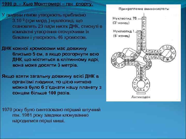 1998 р. – Хью Монтгомері – ген спорту. У людини геном утворюють приблизно 3.