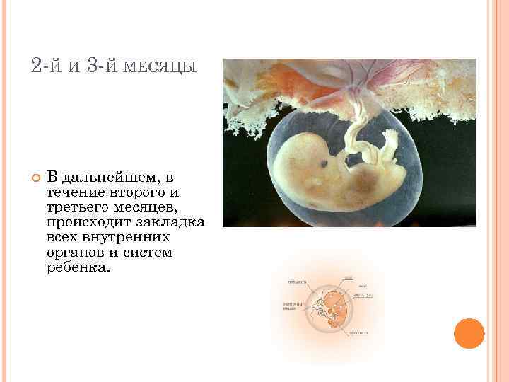 Первый триместр беременности опасные недели. Самые опасные недели беременности в 1 триместре. 1й триместр в неделях. Первый триместр закладка органов. Окончание 1 триместра беременности.