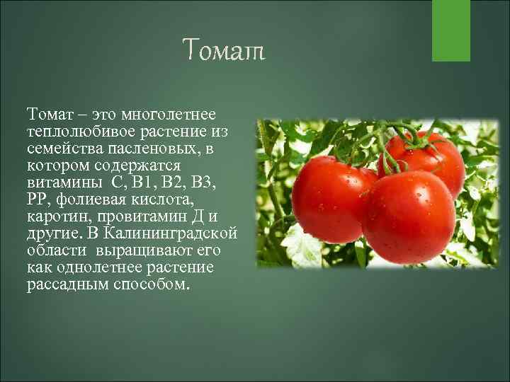 Томат какое растение. Витамины в помидорах. Витамины содержащиеся в помидорах. Томат многолетнее растение. Томаты какие витамины содержит.