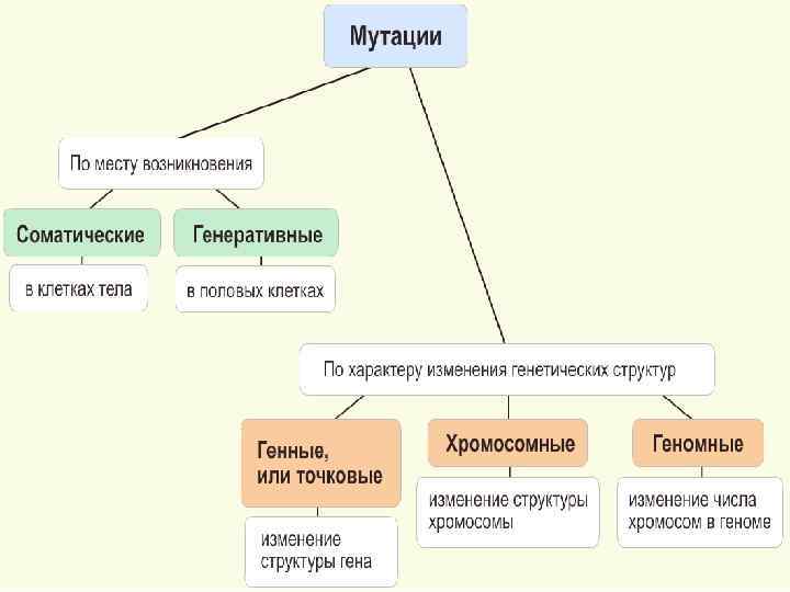 Мутации презентация 9 класс