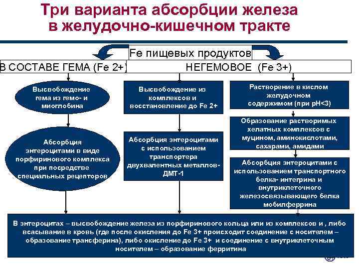 Три варианта абсорбции железа в желудочно-кишечном тракте Fe пищевых продуктов В СОСТАВЕ ГЕМА (Fe