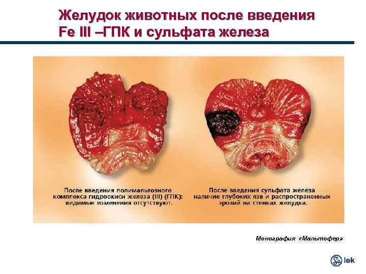 Желудок животных после введения Fe III –ГПК и сульфата железа Монография «Мальтофер» 