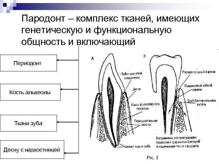 Пародонт – комплекс тканей, имеющих генетическую и функциональную общность и включающий Периодонт Кость альвеолы