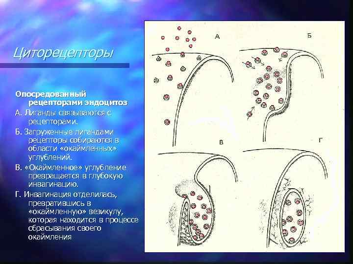 Циторецепторы Опосредованный рецепторами эндоцитоз А. Лиганды связываются с рецепторами. Б. Загруженные лигандами рецепторы собираются