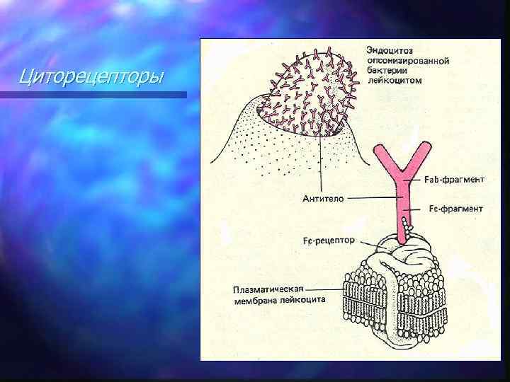 Циторецепторы 