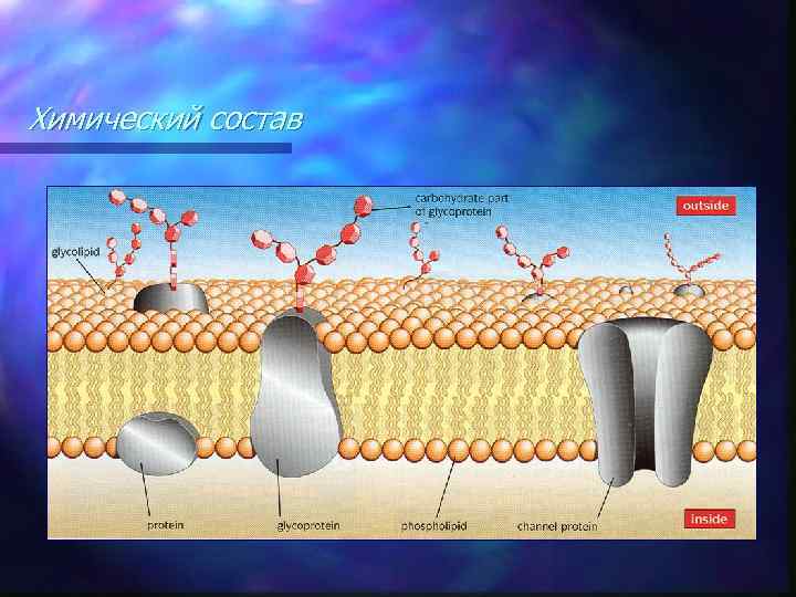 Химический состав 