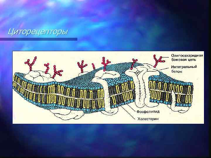 Циторецепторы 