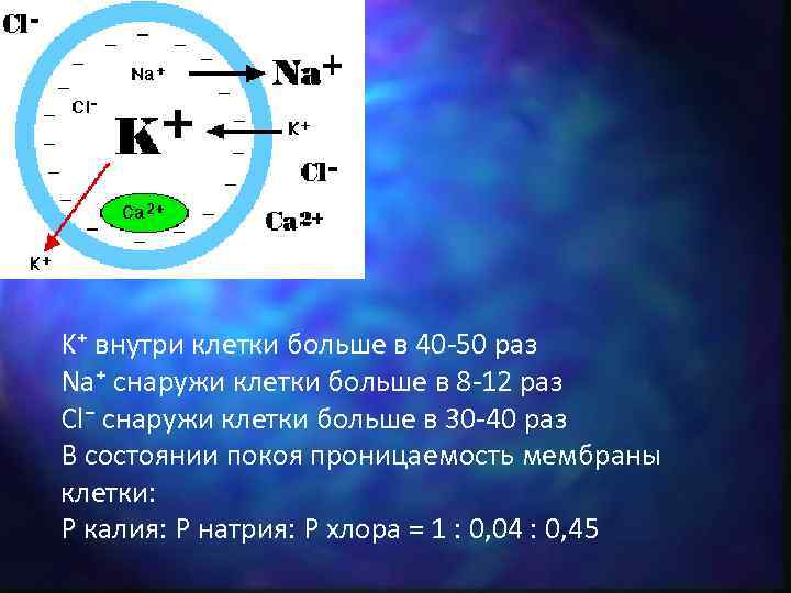 K⁺ внутри клетки больше в 40 -50 раз Na⁺ снаружи клетки больше в 8