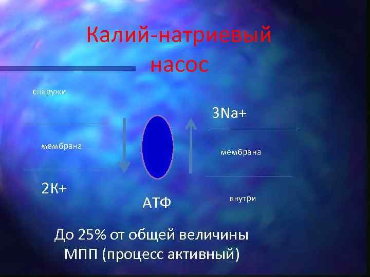 Калий-натриевый насос снаружи 3 Na+ мембрана 2 К+ мембрана АТФ внутри До 25% от