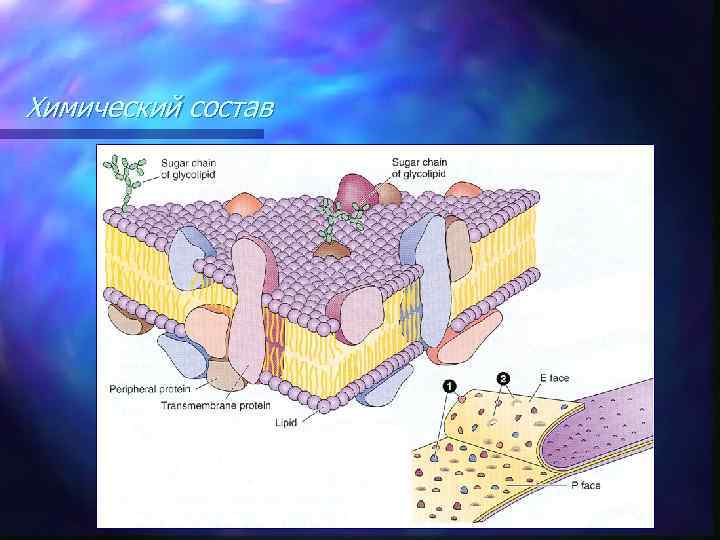 Химический состав 
