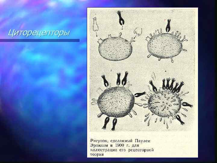 Циторецепторы 