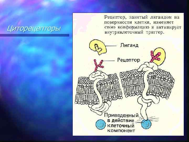 Циторецепторы 