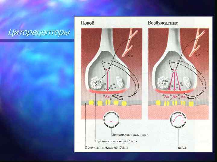 Циторецепторы 