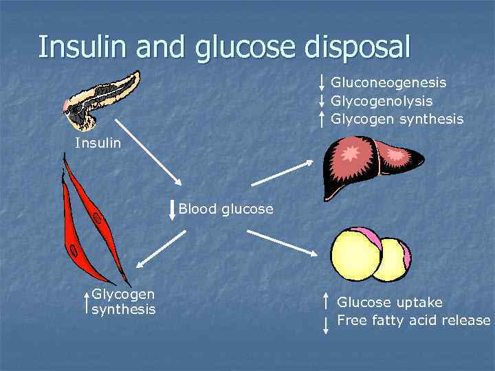 Insulin and glucose disposal Gluconeogenesis Glycogenolysis Glycogen synthesis Insulin Blood glucose Glycogen synthesis Glucose