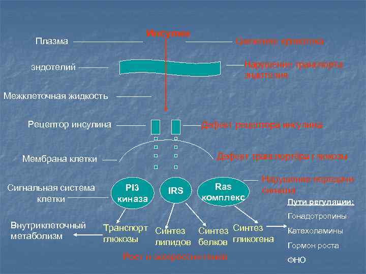 Инсулин Плазма Снижение кровотока Нарушение транспорта эндотелия эндотелий Межклеточная жидкость Дефект рецептора инсулина Рецептор