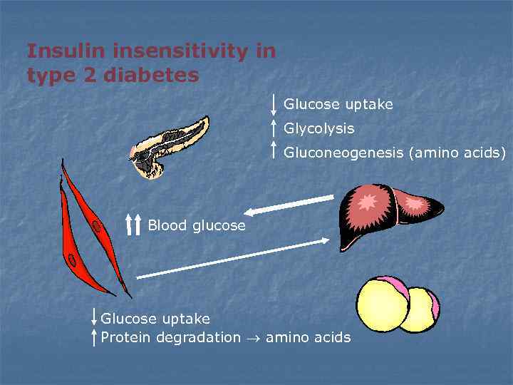Insulin insensitivity in type 2 diabetes Glucose uptake Glycolysis Gluconeogenesis (amino acids) Blood glucose