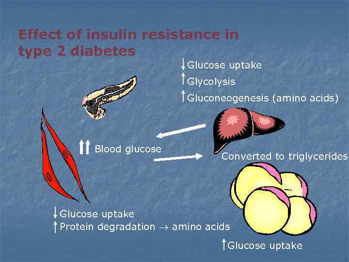 Effect of insulin resistance in type 2 diabetes Glucose uptake Glycolysis Gluconeogenesis (amino acids)