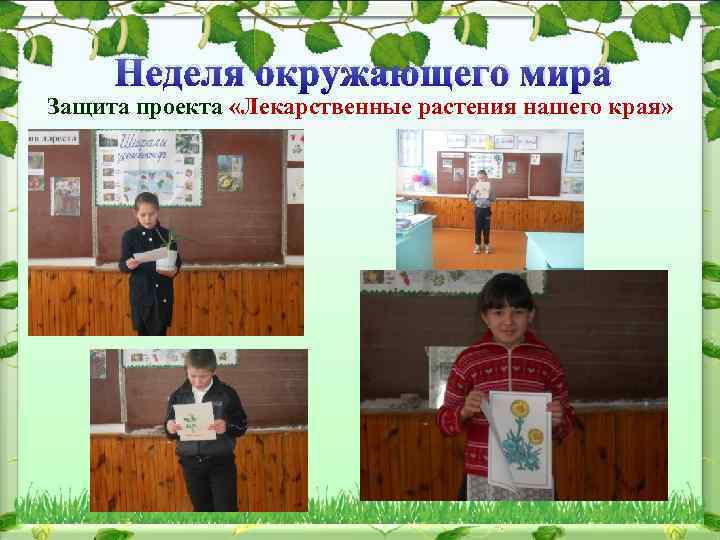 Неделя окружающего мира Защита проекта «Лекарственные растения нашего края» 