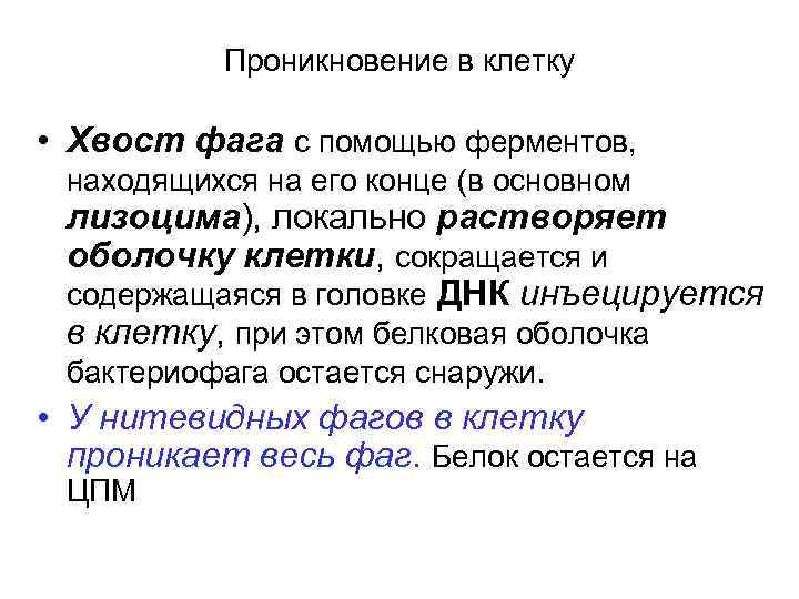 Проникновение в клетку • Хвост фага с помощью ферментов, находящихся на его конце (в