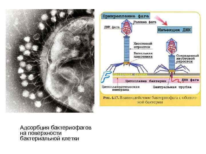 Схема развития бактериофага в бактериальной клетке биология 8 класс