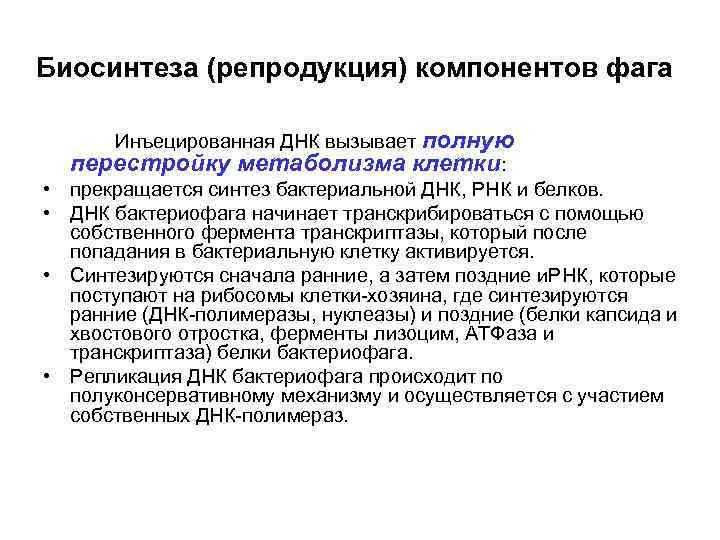 Биосинтеза (репродукция) компонентов фага • • Инъецированная ДНК вызывает полную перестройку метаболизма клетки: прекращается