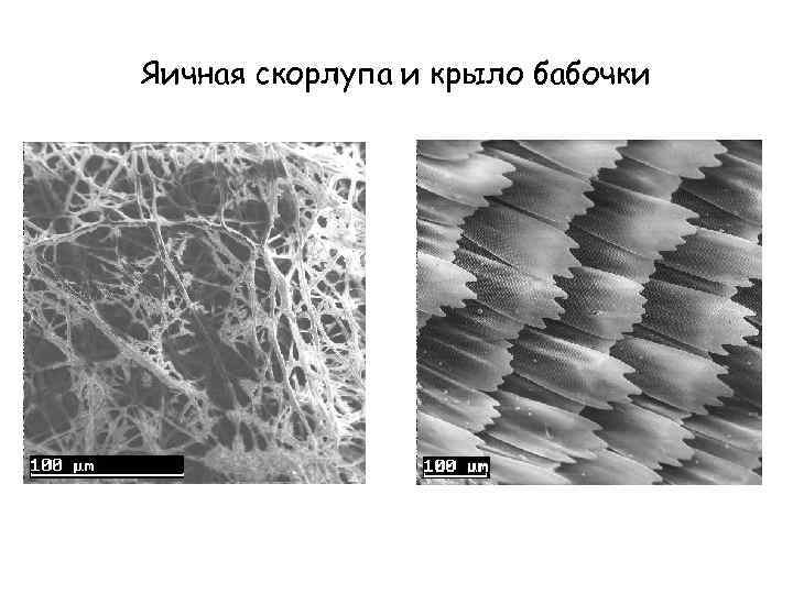 Яичная скорлупа и крыло бабочки 