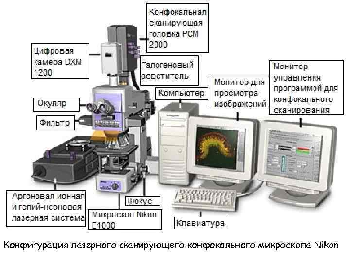 Конфигурация лазерного сканирующего конфокального микроскопа Nikon 