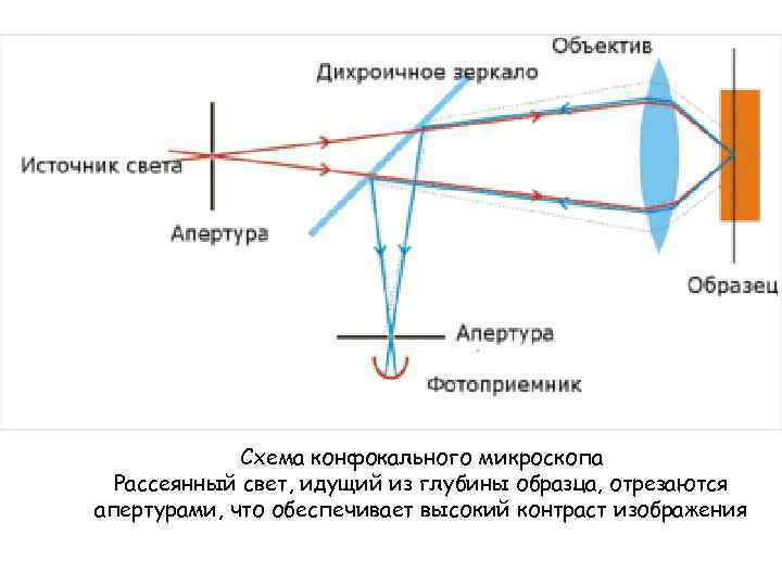 Cхема конфокального микроскопа Рассеянный свет, идущий из глубины образца, отрезаются апертурами, что обеспечивает высокий