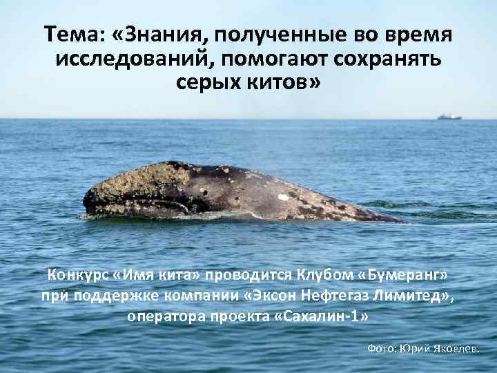 Тема: «Знания, полученные во время исследований, помогают сохранять серых китов» Конкурс «Имя кита» проводится