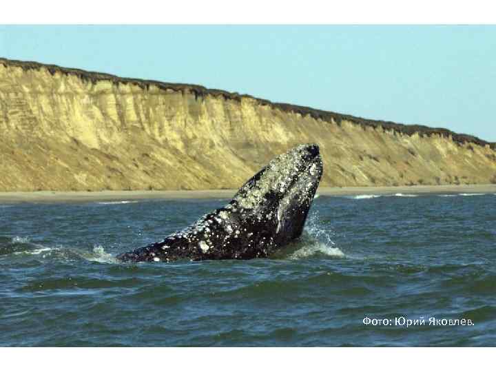 Фото: Юрий Яковлев. 
