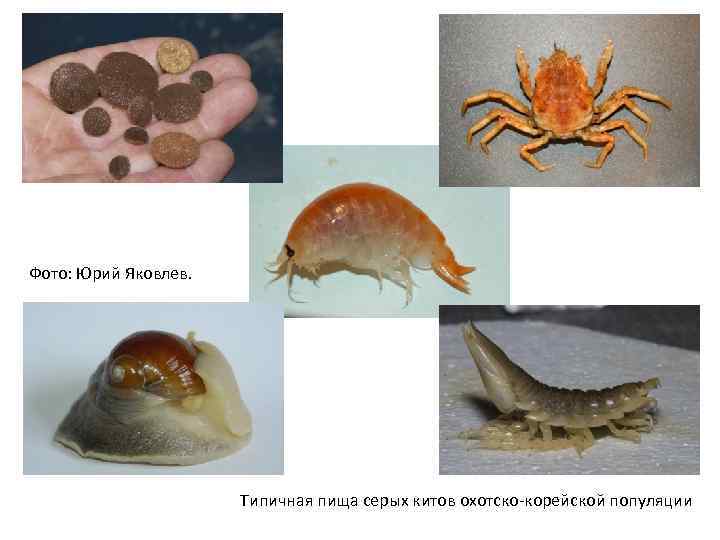 Фото: Юрий Яковлев. Типичная пища серых китов охотско-корейской популяции 