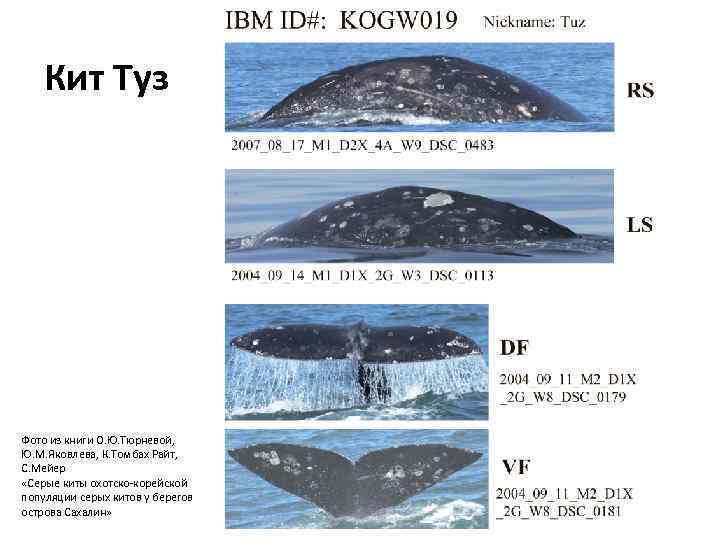 Кит Туз Фото из книги О. Ю. Тюрневой, Ю. М. Яковлева, К. Томбах Райт,