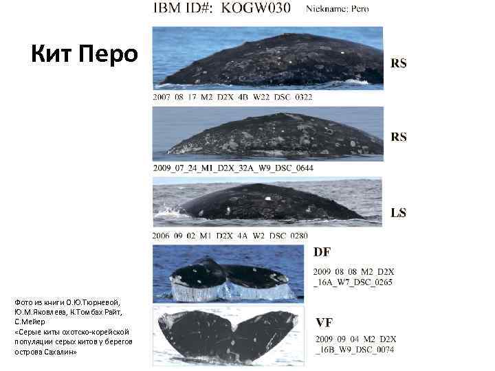 Кит Перо Фото из книги О. Ю. Тюрневой, Ю. М. Яковлева, К. Томбах Райт,