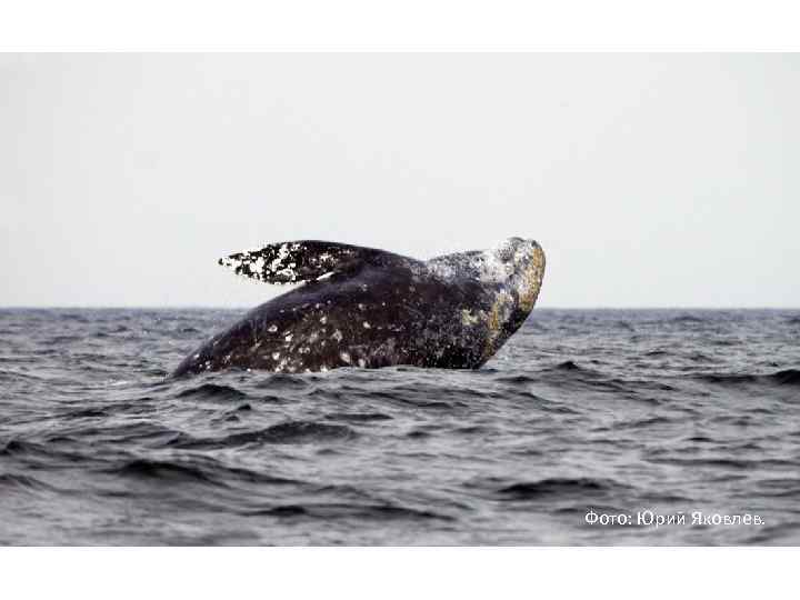 Фото: Юрий Яковлев. 