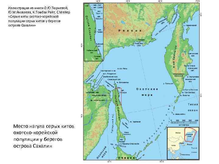 Иллюстрация из книги О. Ю. Тюрневой, Ю. М. Яковлева, К. Томбах Райт, С. Мейер