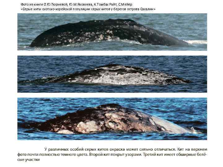 Фото из книги О. Ю. Тюрневой, Ю. М. Яковлева, К. Томбах Райт, С. Мейер