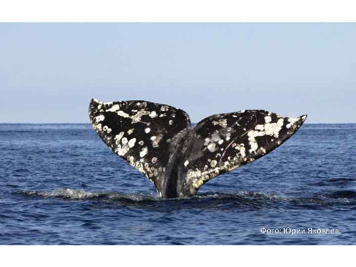 Фото: Юрий Яковлев. 