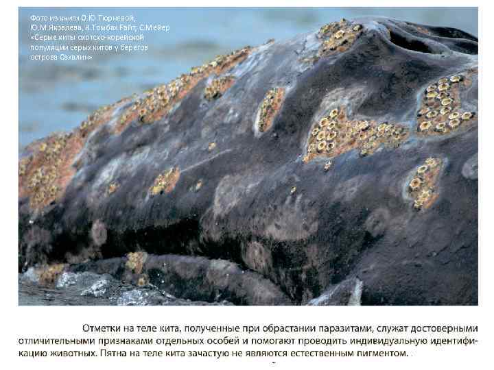 Фото из книги О. Ю. Тюрневой, Ю. М. Яковлева, К. Томбах Райт, С. Мейер