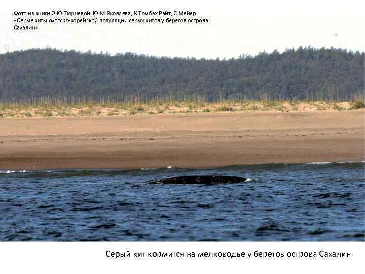 Фото из книги О. Ю. Тюрневой, Ю. М. Яковлева, К. Томбах Райт, С. Мейер