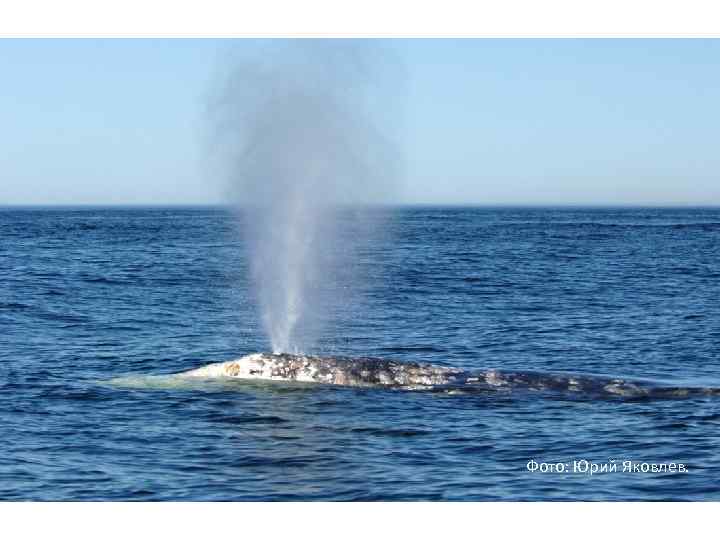 Фото: Юрий Яковлев. 