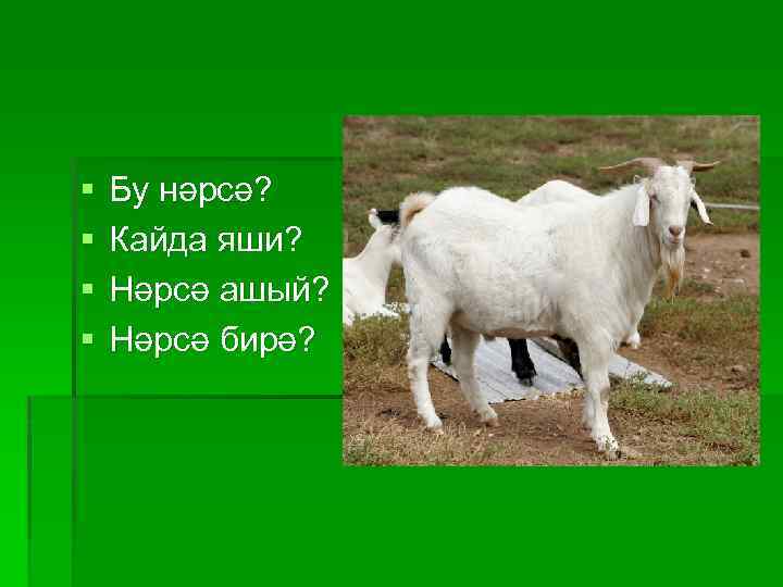 § § Бу нәрсә? Кайда яши? Нәрсә ашый? Нәрсә бирә? 