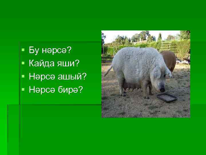 § § Бу нәрсә? Кайда яши? Нәрсә ашый? Нәрсә бирә? 