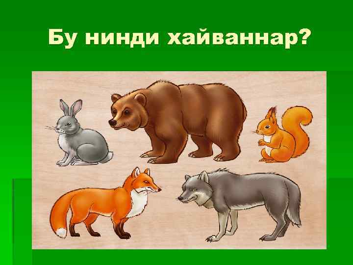 Бу нинди хайваннар? 