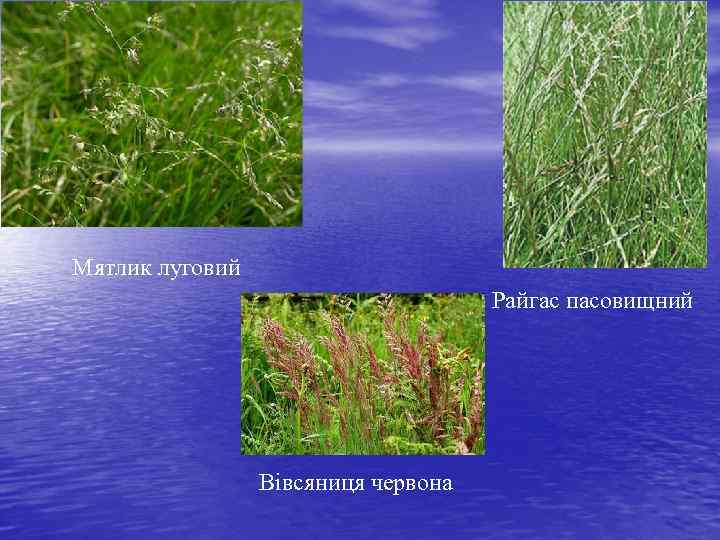 Мятлик луговий Райгас пасовищний Вівсяниця червона 