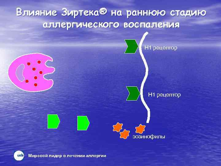 Влияние Зиртека® на раннюю стадию аллергического воспаления H 1 рецептор эозинофилы Мировой лидер в