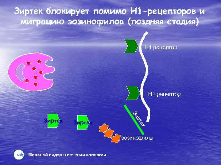 Зиртек блокирует помимо H 1 -рецепторов и миграцию эозинофилов (поздняя стадия) H 1 рецептор