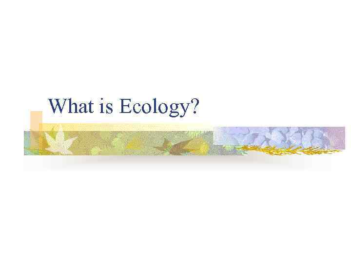 What is Ecology? 