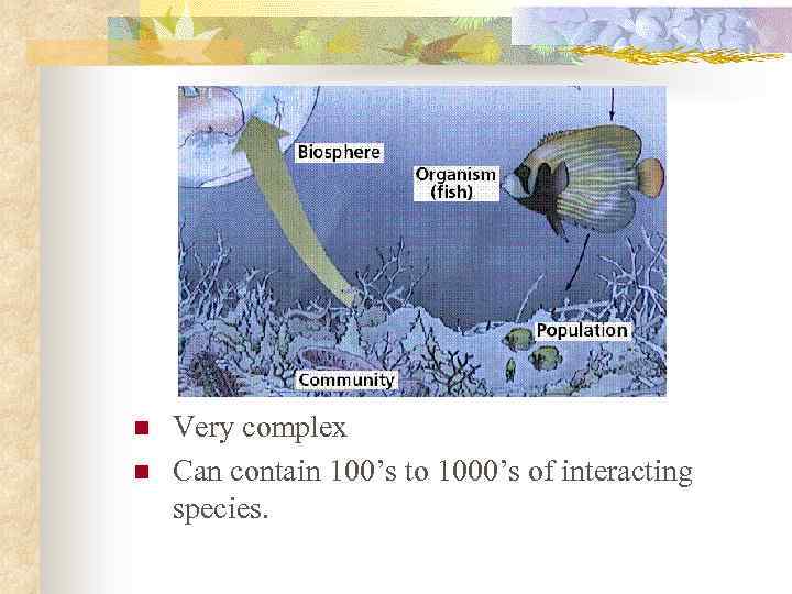 n n Very complex Can contain 100’s to 1000’s of interacting species. 