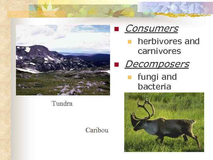 n Consumers n n Decomposers n Tundra Caribou herbivores and carnivores fungi and bacteria